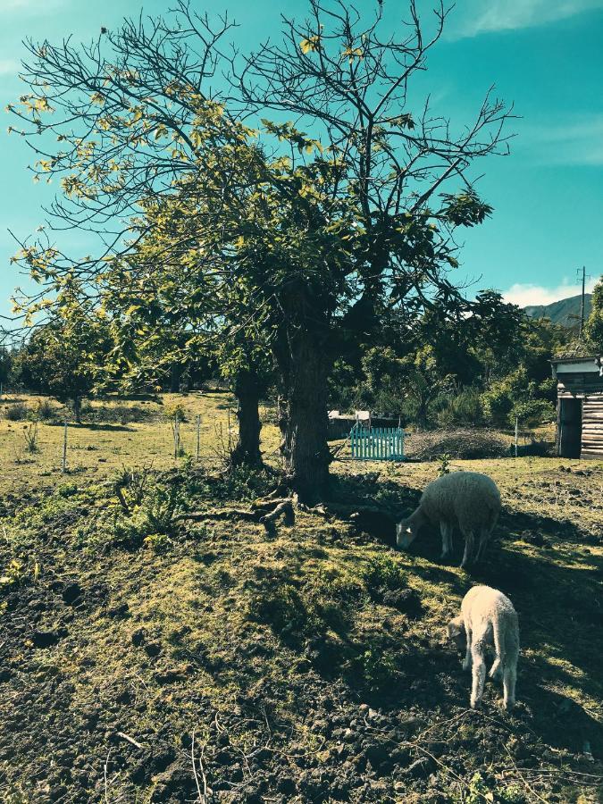 Quinta Das Almas São Roque do Pico Kültér fotó