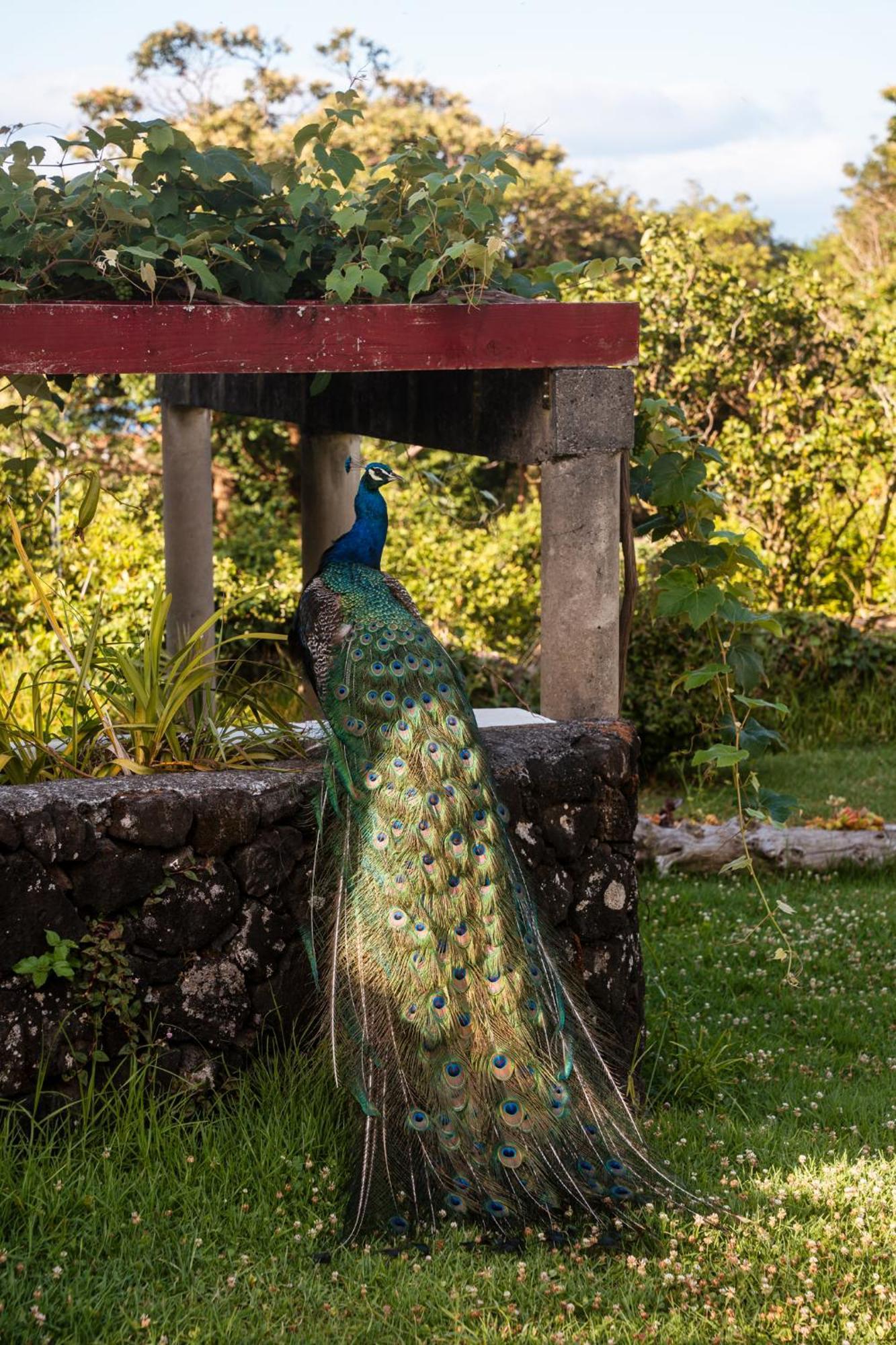 Quinta Das Almas São Roque do Pico Kültér fotó