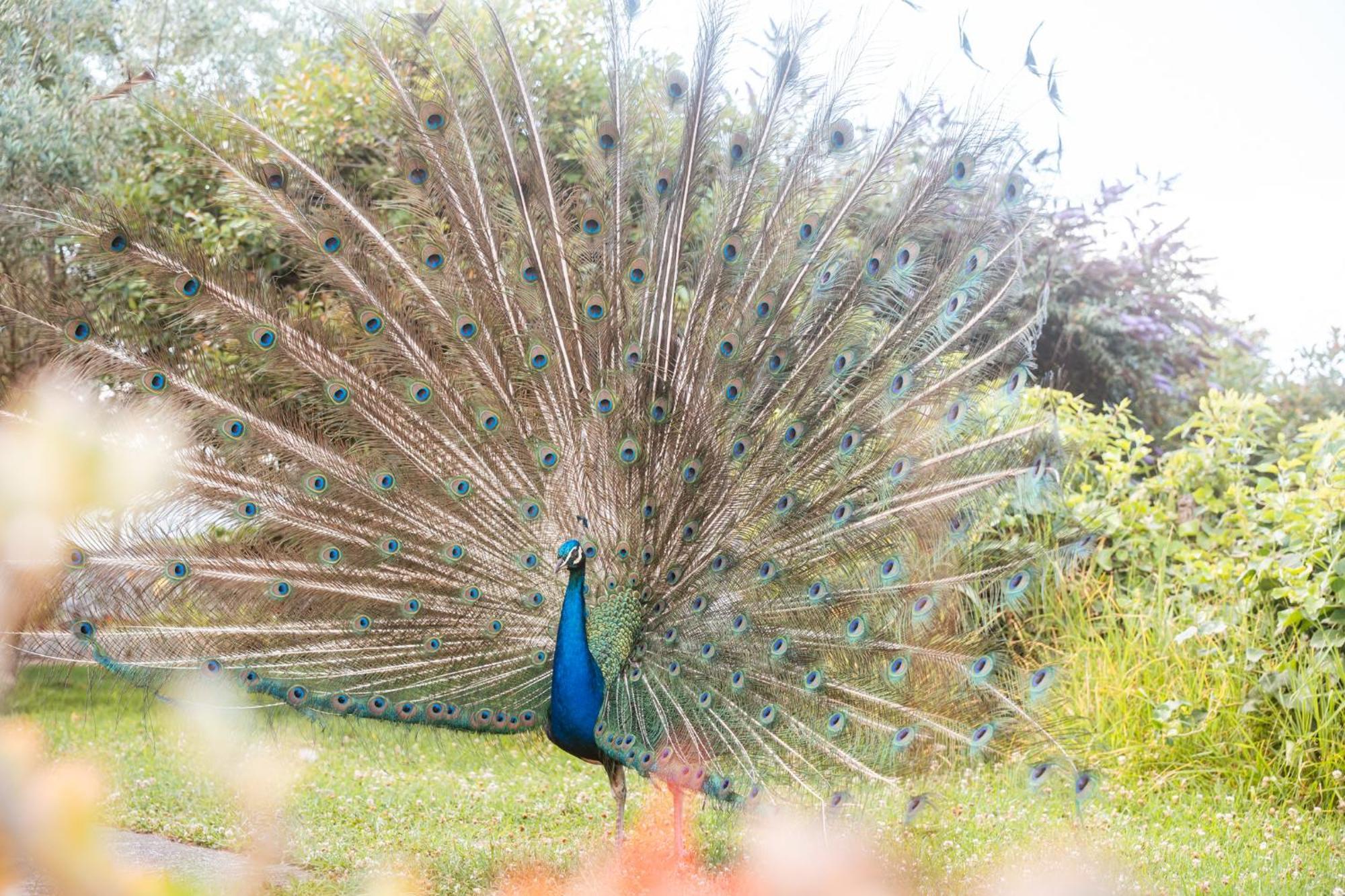 Quinta Das Almas São Roque do Pico Kültér fotó